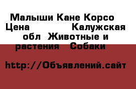  Малыши Кане Корсо › Цена ­ 15 000 - Калужская обл. Животные и растения » Собаки   